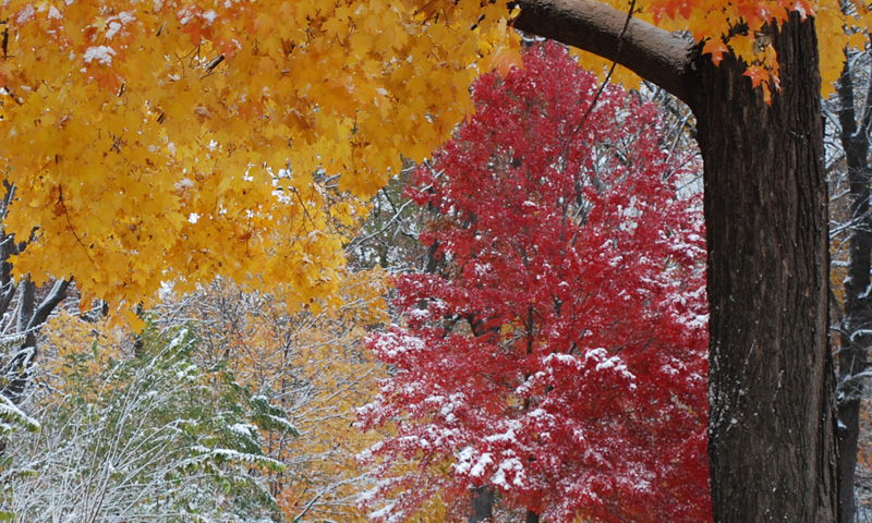 trees